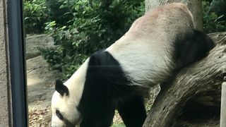 上野動物園と言えばパンダ