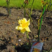 かぐや姫というバラです。背が低いです。