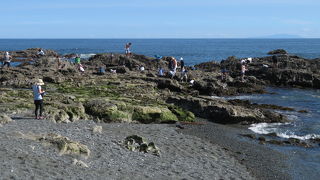 磯遊びとアオバトを堪能