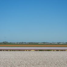 ライデン行きバスから見える車窓です