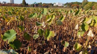 ハスの花でうめつくされています。