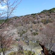 ここからの中千本の桜は素晴らしい