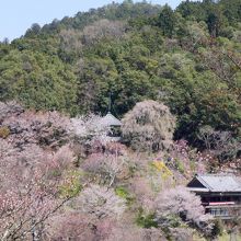 如意輪寺　多宝塔も見える