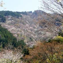 桜の広場からの上千本