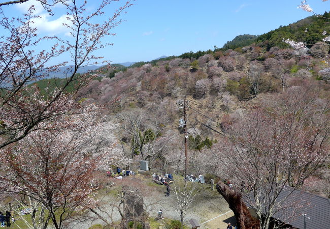 ここからの中千本の桜は素晴らしい