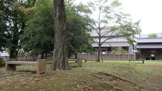 桜並木があります