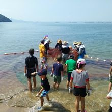 岸辺に引き寄せると沢山の魚が網の中を泳いでいました