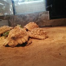 飼育されているリクガメ