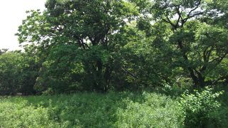 仁徳天皇陵近くにある古墳