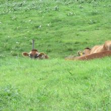 ジャージー牛放牧場