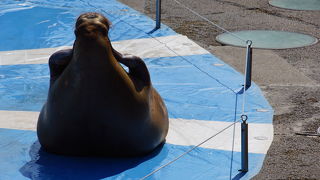 セイウチに触れる