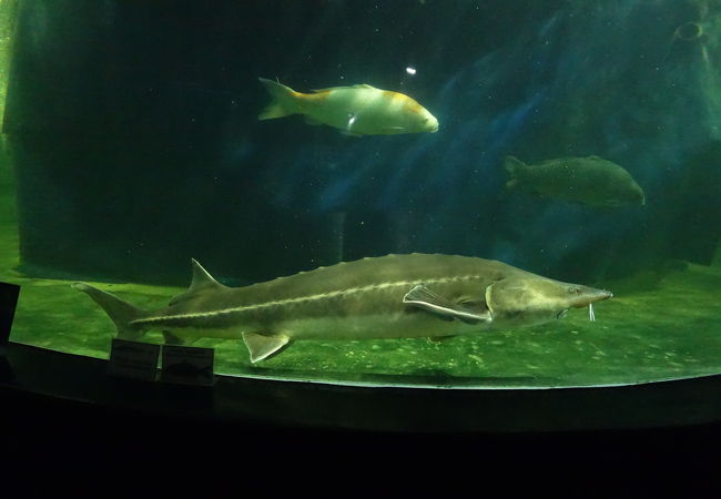 スポーツ湾近くの水族館