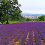 シティビューもラベンダーも！