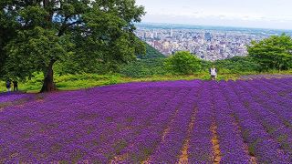 シティビューもラベンダーも！