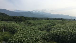 運が良ければ熊に出会えるかも・・？！