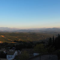 夕方のオリーブ畑