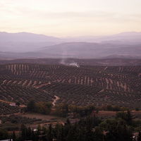 早朝のオリーブ畑