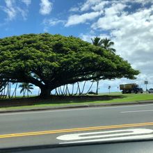 カメハメハアベニューを走行中の車窓風景