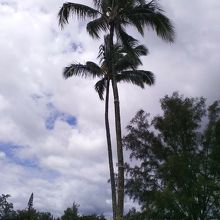 過去の津波の高さを示す表示が標された椰子の木