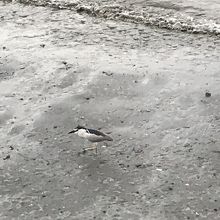 野鳥をしばらく見ていました