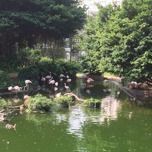 こんなにたくさんのフラミンゴが！