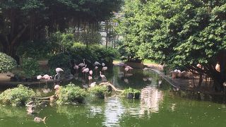 フラミンゴがたくさん！