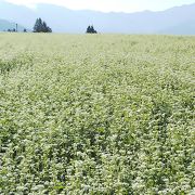 ソバの花の絨毯