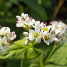 ソバの花のアップ