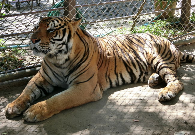 タイガー キングダム チェンマイ クチコミ アクセス 営業時間 チェンマイ フォートラベル