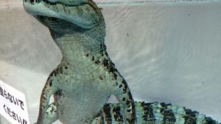 熱川バナナワニ園 本園・ワニ園