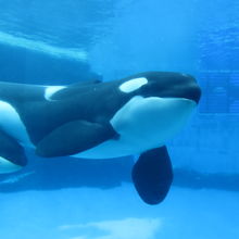 シャチが3頭 By 春待風 名古屋港水族館のクチコミ フォートラベル シャチが3頭 By 春待風 名古屋港水族館のクチコミ フォートラベル