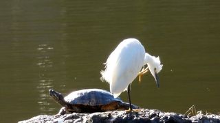 小石川後楽園その２