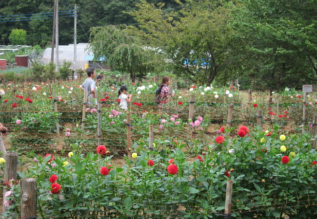 両神山麓花の郷ダリア園 クチコミ アクセス 営業時間 小鹿野 皆野 フォートラベル 両神山麓花の郷ダリア園 クチコミ アクセス 営業時間 小鹿野 皆野 フォートラベル