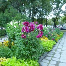 散歩道の花壇