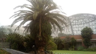 熱帯植物とレストラン