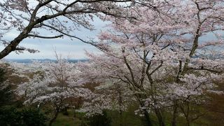 桜の名所