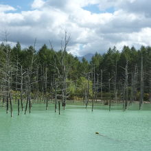 運が悪いと青く見えません。
