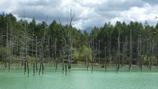 運が悪いと青く見えません、。