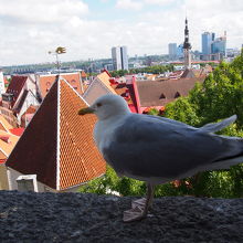 オレンジの屋根とかもめ
