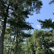 江戸時代の東海道に思いを馳せる天然記念物の松並木