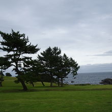 芝生と松原のコラボ