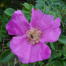 ハマナスが咲いていました