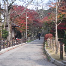 紅葉に彩られる道