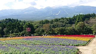 ケイトウと那須連山