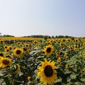 広大な日本最大級のひまわり畑