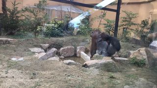 9月24日の世界ゴリラの日の前日のイベント