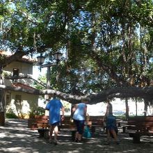 バニヤンツリーの下のパノラマ撮影