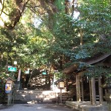 巨大な杉の中。