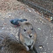 オーストラリア固有の動物と触れあえる