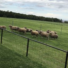 羊が可愛かった。